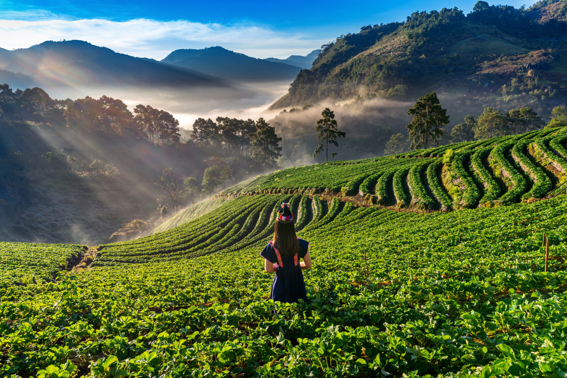 Woman wearing hill tribe dress in strawberry garden on Doi Ang Khang , Chiang Mai, Thailand.